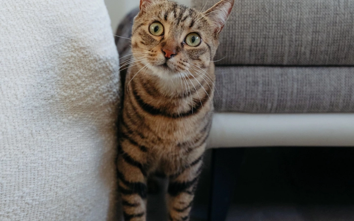Cat indoors