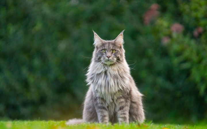 Fluffy gray Maine Coon cat sitting on green grass with a blurred garden background.