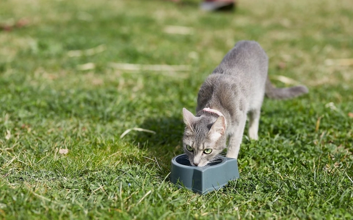 Gray cat drinking water from a bowl on green grass outdoors.