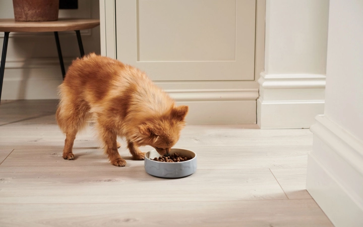 Small brown dog eating kibble from a gray bowl on a light wooden floor indoors.