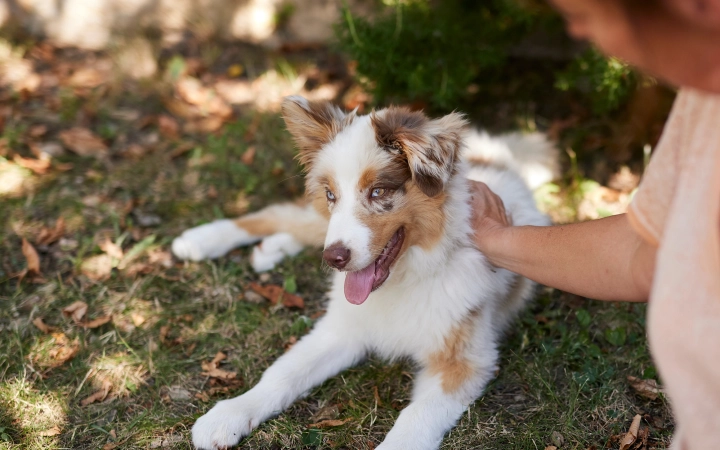 Puppy outside