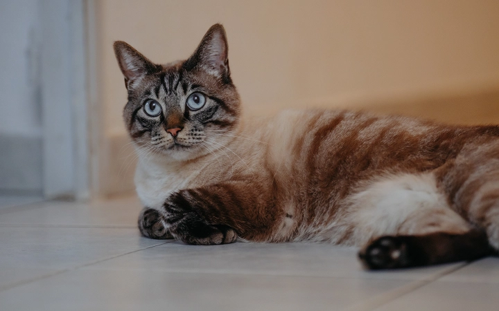 Cat_lying_indoor_alone_advice
