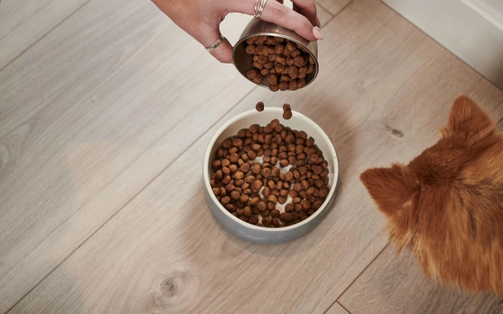 Person pouring dry dog food into a bowl while a small dog waits on a wooden floor.