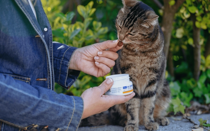 Cat_smelling Movoflex_outdoor_with petowner_advice
