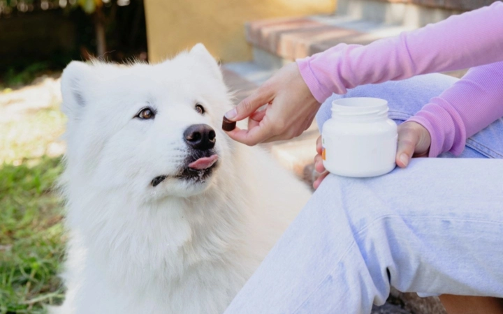 White fluffy dog being given a treat by a person sitting on outdoor steps holding a supplement jar.