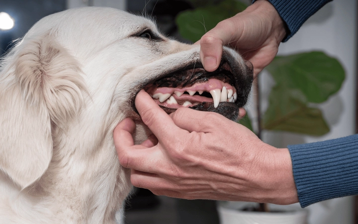 Dog_person checking a dog's teeth and gums_indoor_with petowner_advice