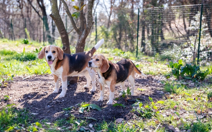 Two beagle dogs standing outdoors near a tree in a sunny fenced garden area.