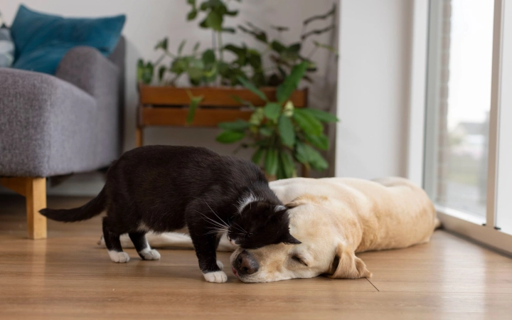 Black and white cat cuddling with a sleeping golden dog on a wooden floor in a cozy living room.