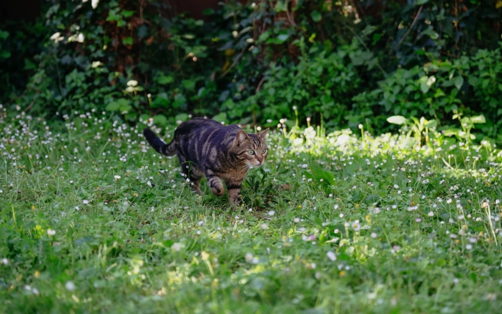 Tabby cat walking through a green grassy garden with small white flowers and leafy plants in sunlight.