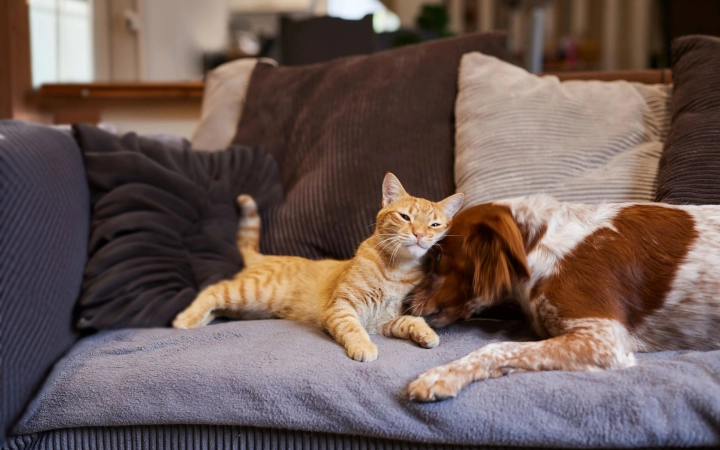 Orange cat and brown-white dog cuddling on a cozy couch with soft pillows.