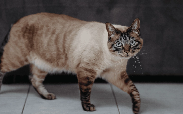 Cat_walking and looking at the camera_indoor_alone_advice