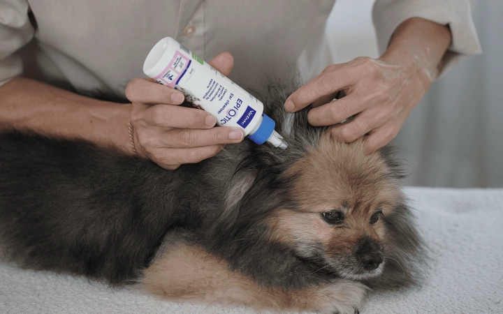Dog_person applying Epiotic on small dog_indoor_with petowner_advice