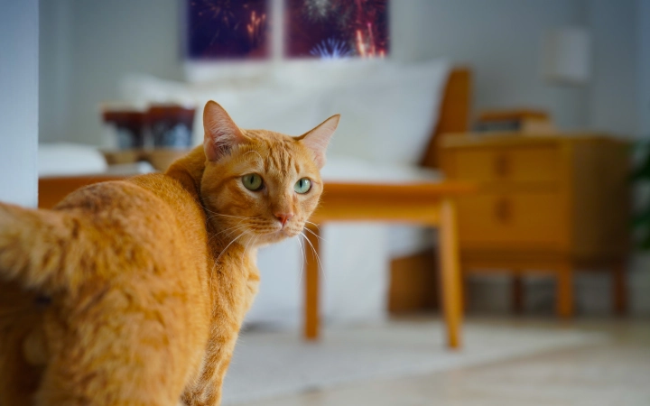 Cat and fireworks