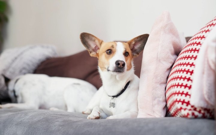 Brown and white dog with upright ears relaxing on a couch with colorful pillows.