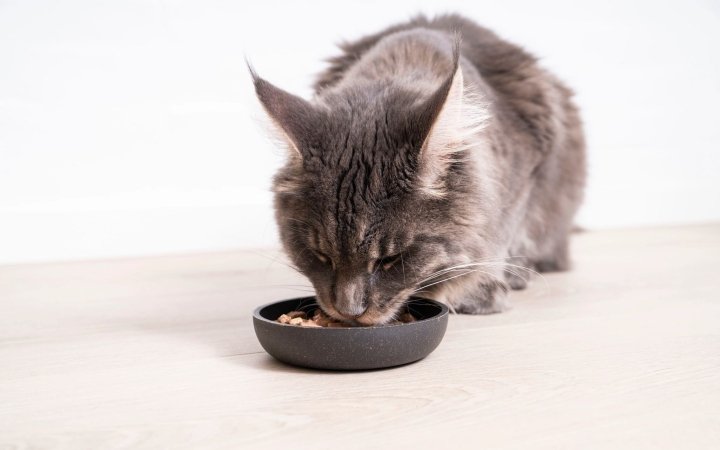 Fluffy gray cat eating wet food from a black bowl on a light wooden floor.