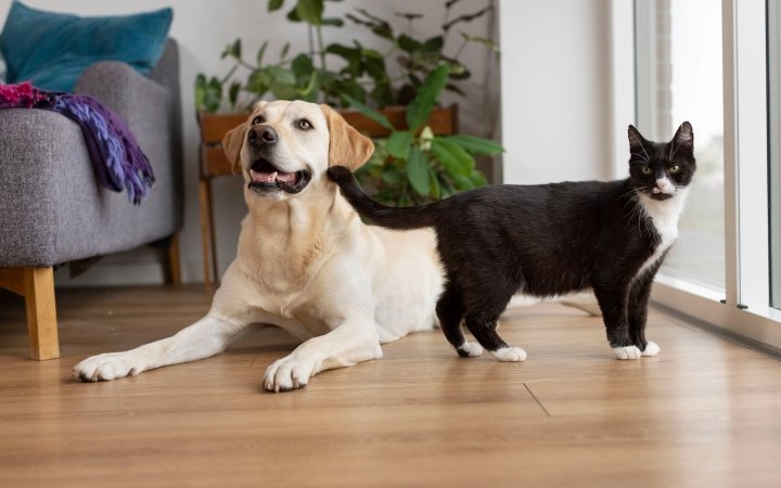 Yellow Labrador dog lying on the floor beside a black and white cat in a cozy living room with plants.