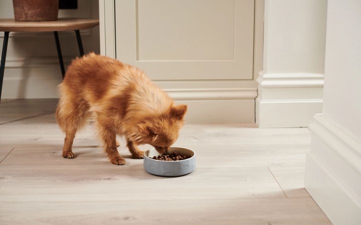 Small brown dog eating dry food from a blue bowl on a light wooden floor indoors.