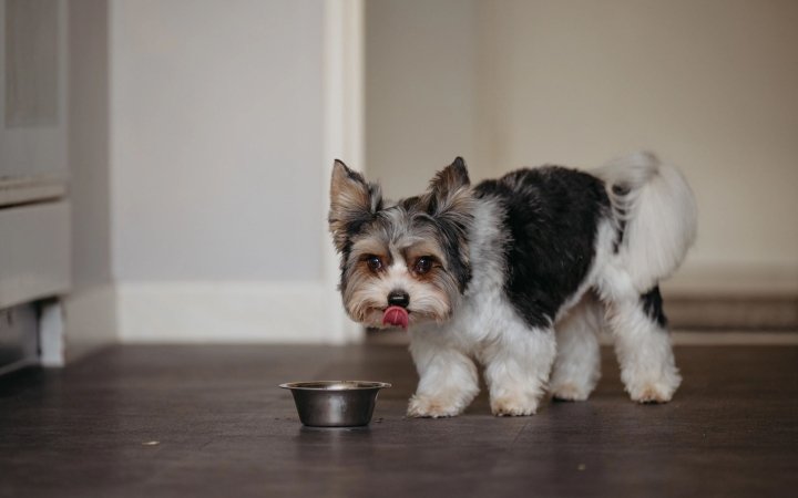 Small fluffy dog licking lips while standing near a metal food bowl on a wooden floor indoors.