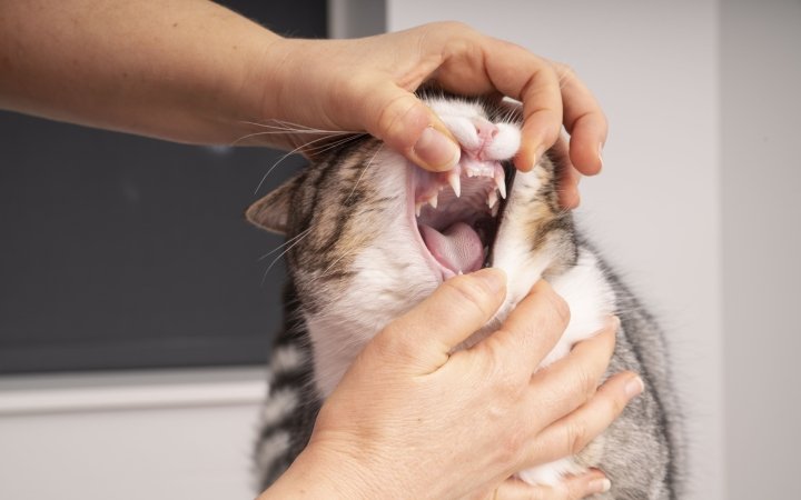 Person inspecting a cat's open mouth, showing teeth and gums during a dental health check.