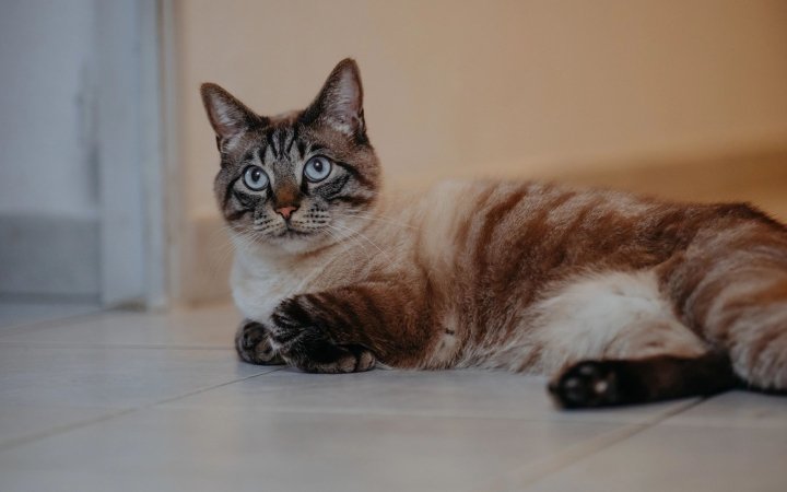 Siamese mix cat with blue eyes lying on a tiled floor indoors, looking alert and relaxed.