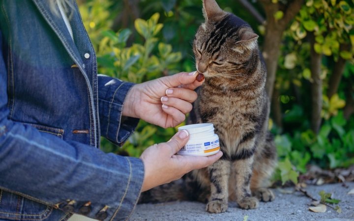 Person feeding a tabby cat a supplement treat from a white container outdoors.