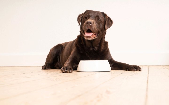 Happy brown Labrador lying on wooden floor with a white dog bowl.