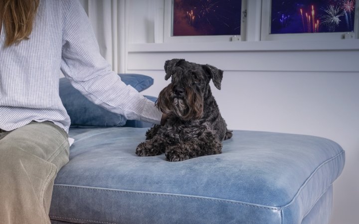 Calm dog with fireworks
