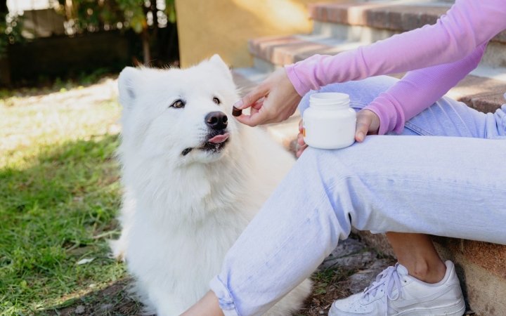 White fluffy dog being given a treat by a person sitting on outdoor steps holding a supplement jar.