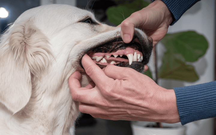Dog_person checking a dog's teeth and gums_indoor_with petowner_advice