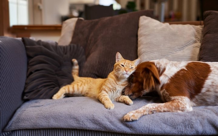 Orange tabby cat and brown-white dog cuddling together on a gray couch with cozy pillows.