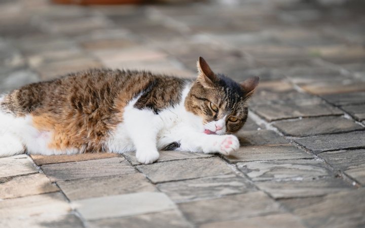 Brown and white cat lying on stone pavement while grooming its paw.