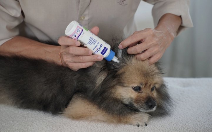 Person applying ear cleaner solution to a small fluffy dog lying on a white surface.