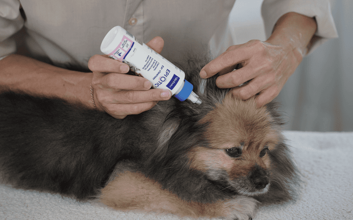 Dog_person applying Epiotic on small dog_indoor_with petowner_advice