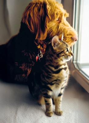 Dog and cat sitting by a window looking outside together.