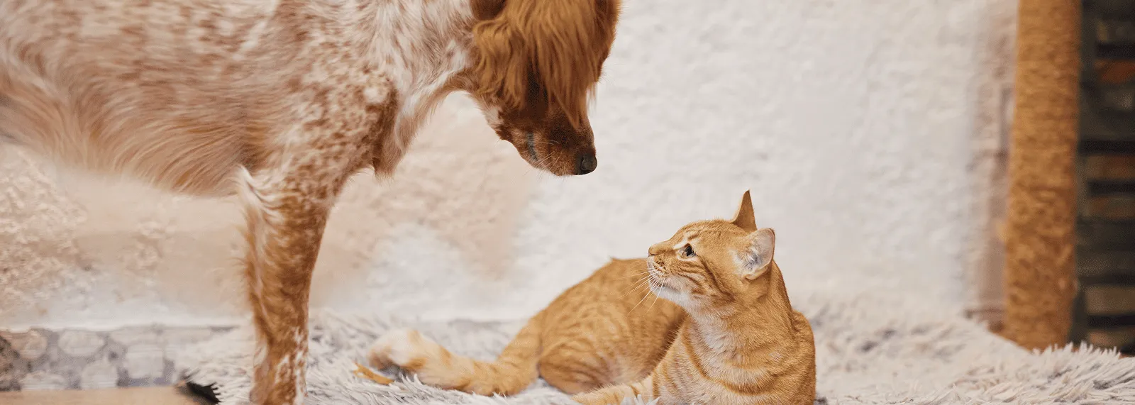 Dog and cat_looking at each other_indoor_alone_advice