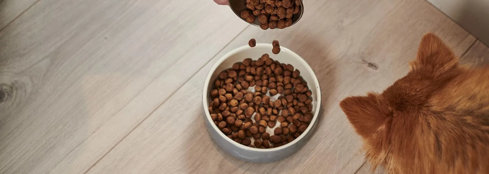 Person pouring dry dog food into a bowl while a small dog waits on a wooden floor.