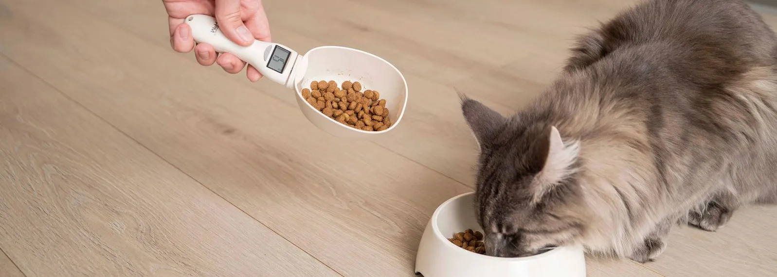 Person measuring dry cat food with digital scoop as gray cat eats from white bowl on wooden floor.