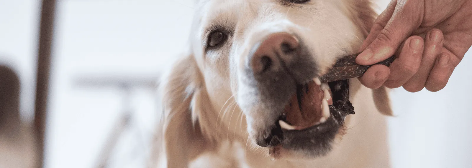 Dog_labrador chewing Veggiedent_indoor_with petowner_advice
