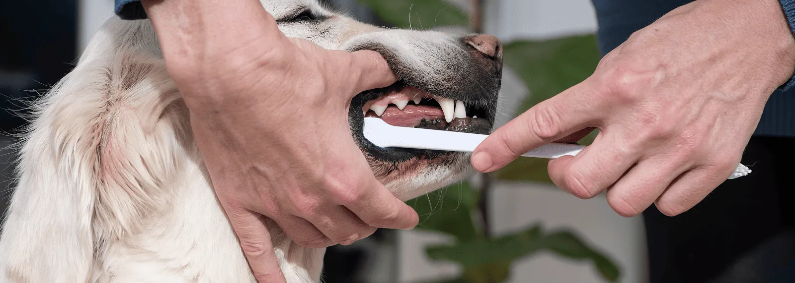 Dog_person brushing the dog's teeth_indoor_with petowner_advice