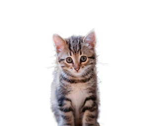 Adorable tabby kitten with big green eyes sitting and looking curiously at the camera.