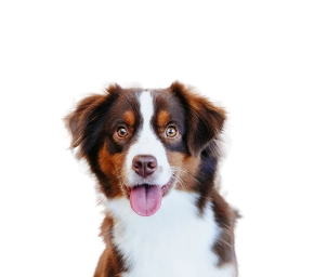 Happy brown and white dog with bright eyes and tongue out against a plain background.