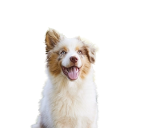 Happy Australian Shepherd dog with fluffy fur and blue eyes sitting against a blurred green background.