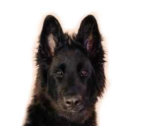 Dog_black dog looking_detoured_alone_banner