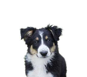 Black, white, and tan Border Collie dog with fluffy fur looking forward against a blurred outdoor background.
