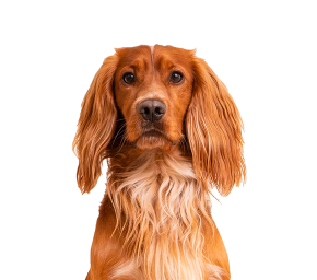 DOG1.png