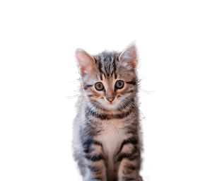 KITTEN1.png