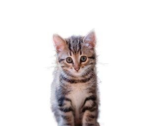 Adorable tabby kitten with big green eyes sitting and looking curiously at the camera.