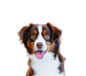 DOG2.png