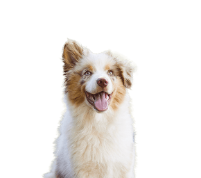 PUPPY1.png