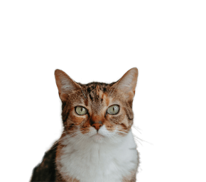 CAT2.png